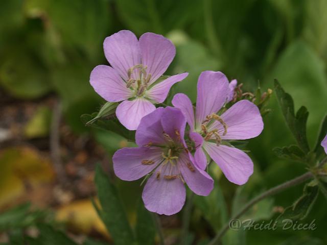 Geranium maculatum Chatto.JPG